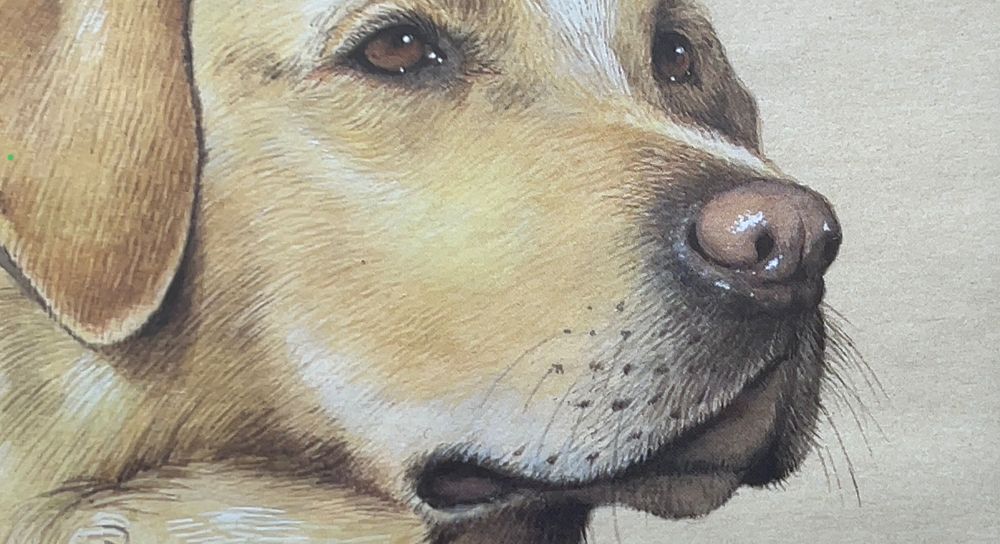 Labrador retriever tablou semnat John Frans,