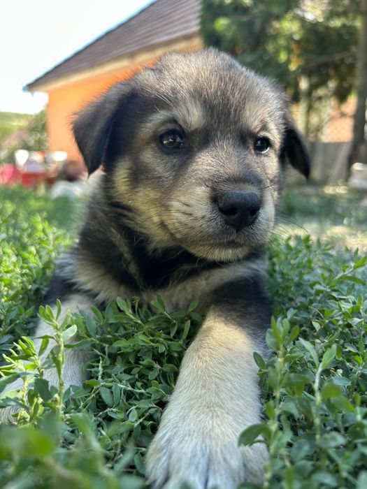 Donez cățeluși frumoși și jucăuși spre adopție