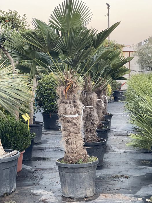 Palmieri, Yucca , Globuri , Leandru