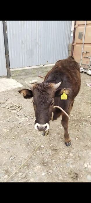 1 жарым жасар құнажын сатылады