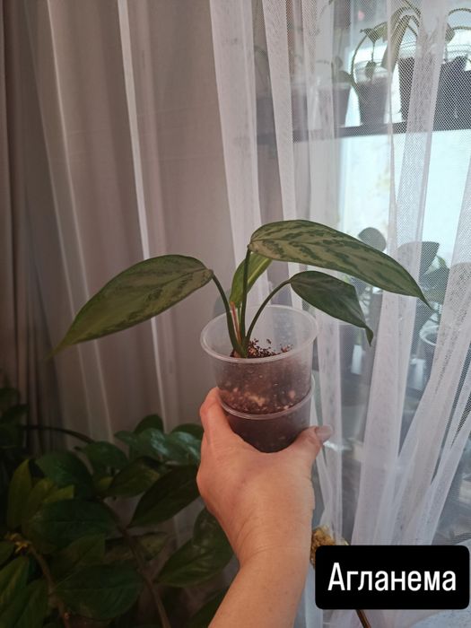 Отростки большой выбор