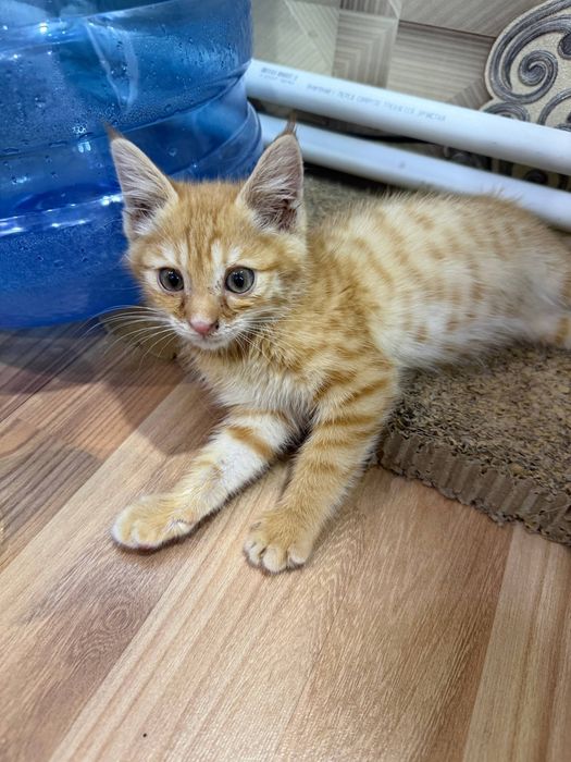 Котёнок мальчик  отдам