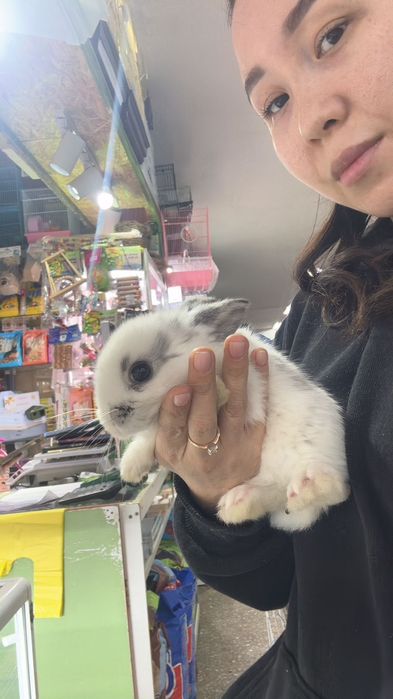 Кролики декоративные