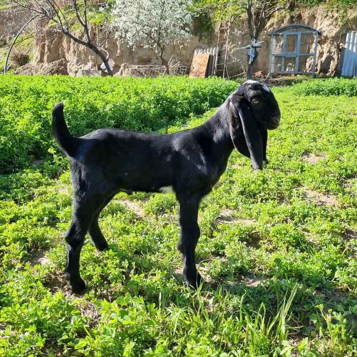 Битал такача сотилади 1 ойлик