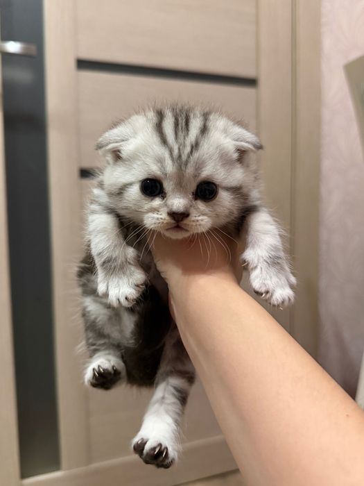 Продам 2х месячного котенка. Порода шотландская