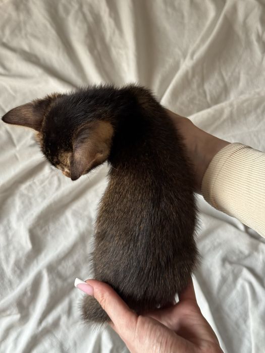 абиссинский котенок