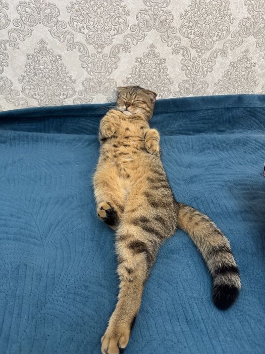 кошка выслоухая девочка