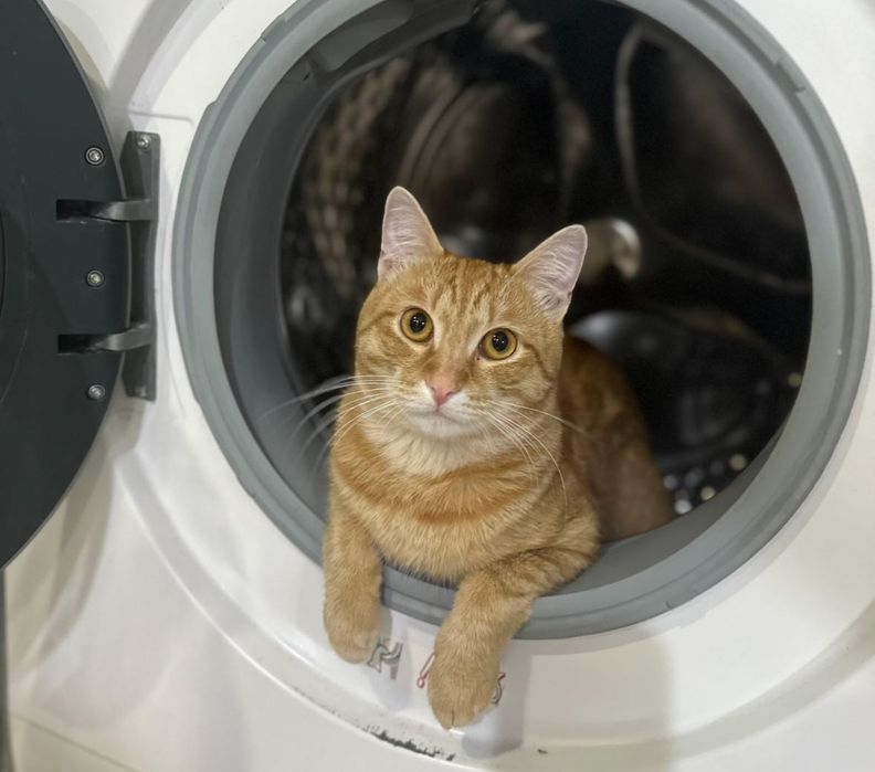 Кот в хорошие руки