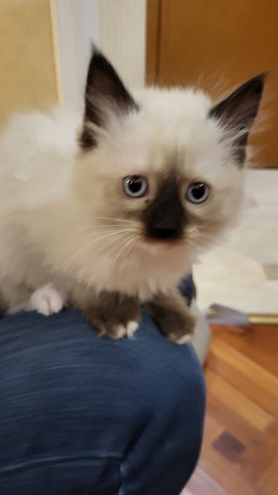 Котенца Регдол – 7 пухкави бебета почти на 3 месеца