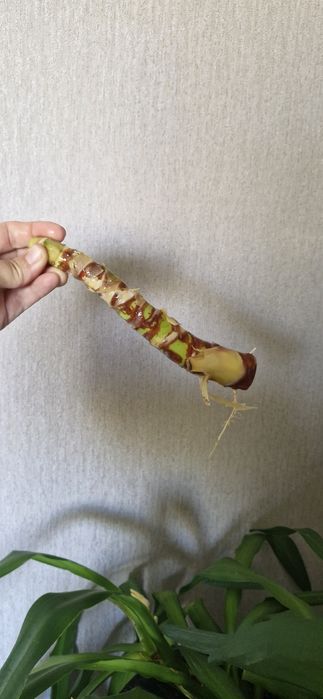 Продам черенки юкки