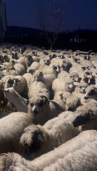 De vanzare 70 de oi tinere