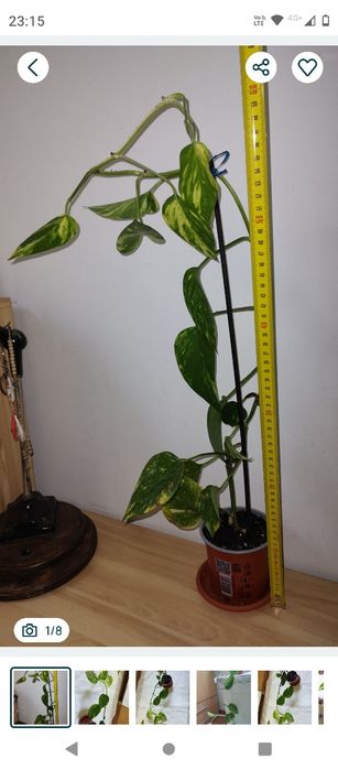 plantă curgătoare Epipremnum Bicolor Njoy, 1 m