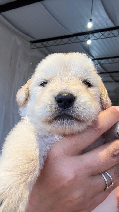 Голдън ретривър момче  и момиче родословен баща