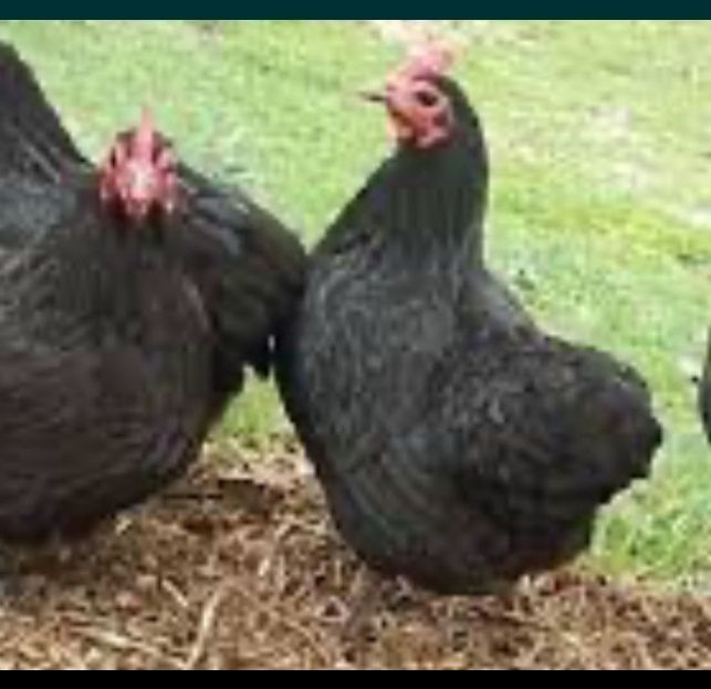 Куры и Петух черный
