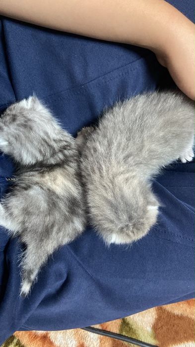 Котята вислолухие