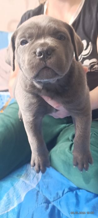 Кане-корсо резерв щенков