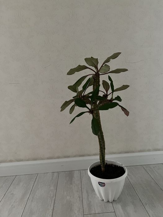 Продается пальма 70 см