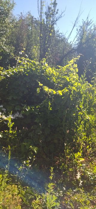 Продам дачу хорошая