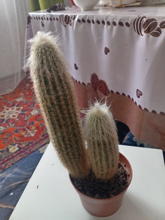 Продам комнатный растения