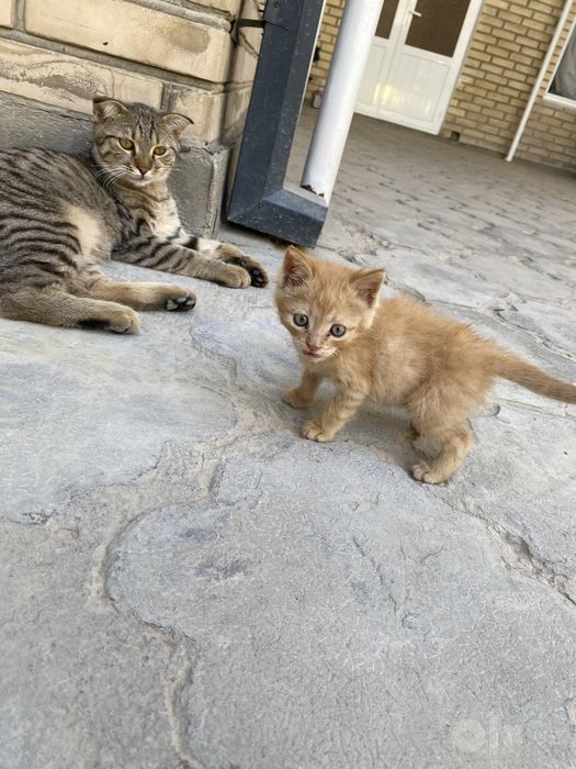 Котята в доьрые руки