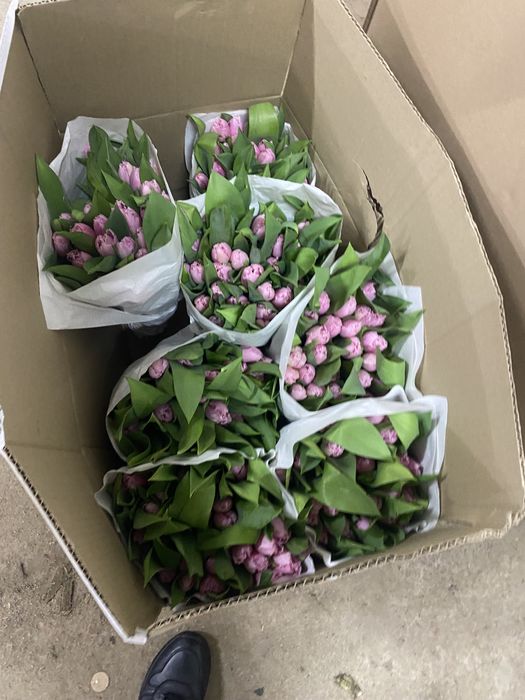 голландские тюльпаны по 450