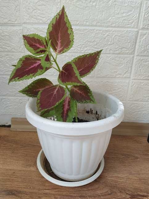 стайни растения + отстъпка