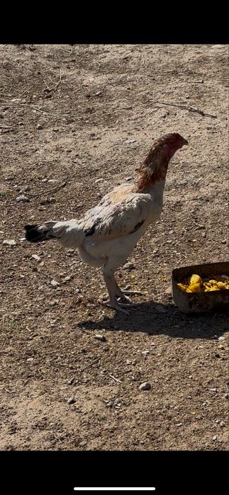 3 дакан мекен сатылады.