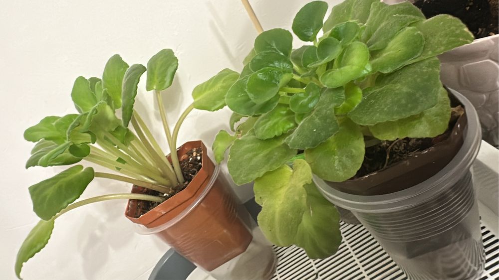 Комнатные растения