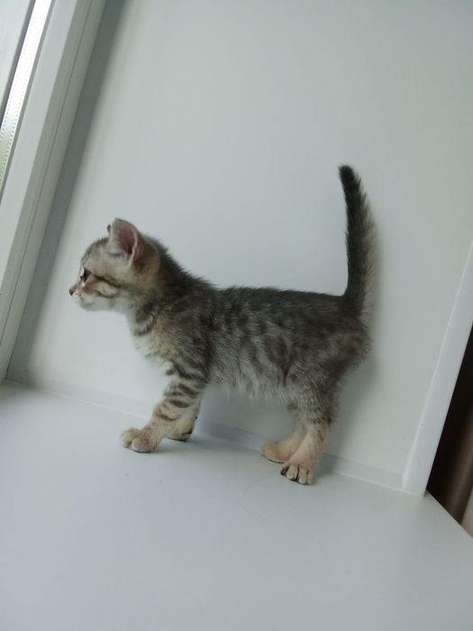 Котёнок в добрые ручки