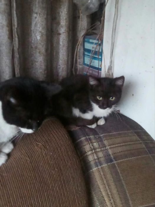 Котята ищут дом Алматы