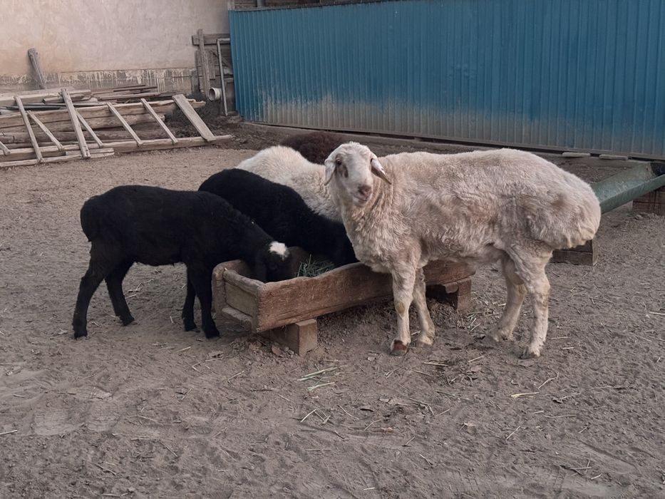 Бағылған семіз Қошқар сатылады.