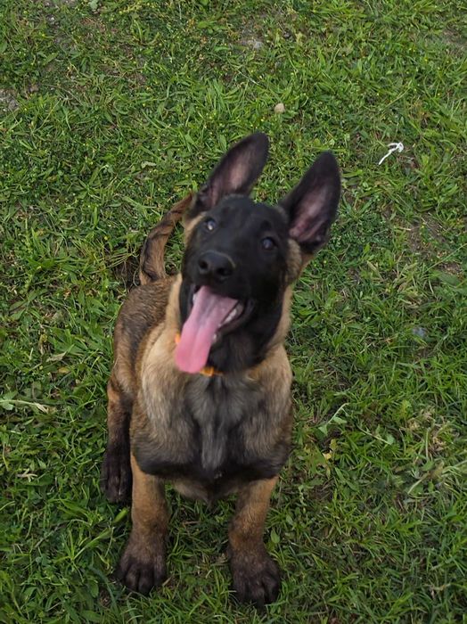 Ciobănesc belgian malinois