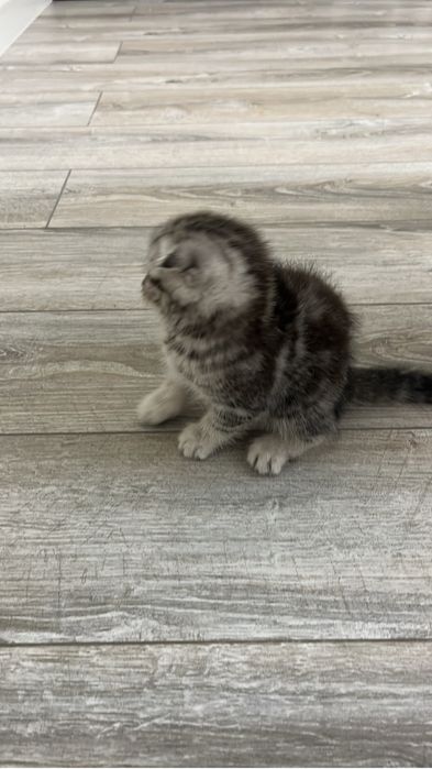 котенок девочка шотландская вислоухая