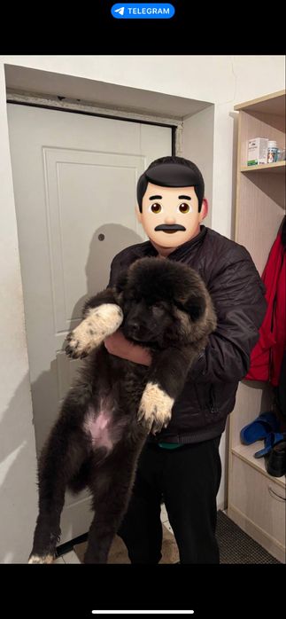 Сатылады тобет кушик