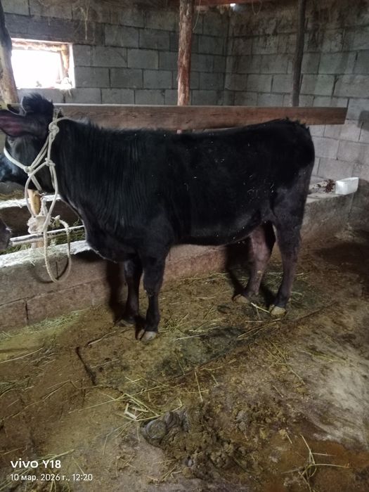 Продам телучку .