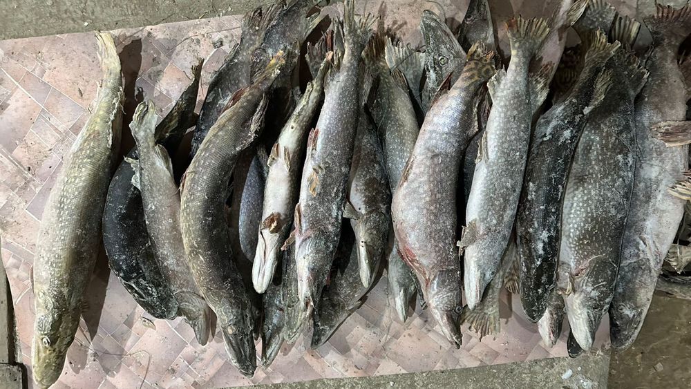 Щука-Шортан Свежый