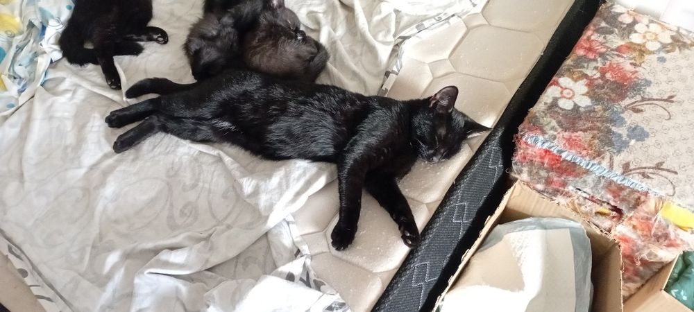Короткошерстный, молодой кот