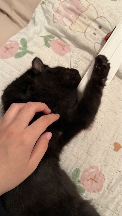 Отдам в добрые руки