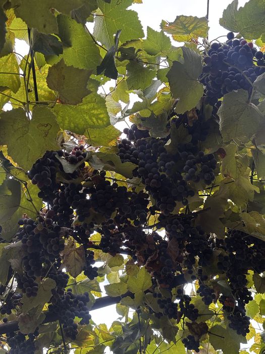 Struguri de vin