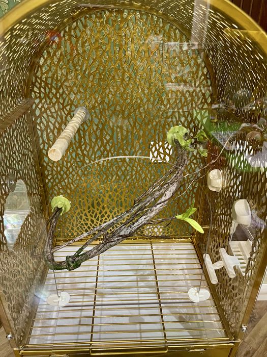 Qafas gold клетка