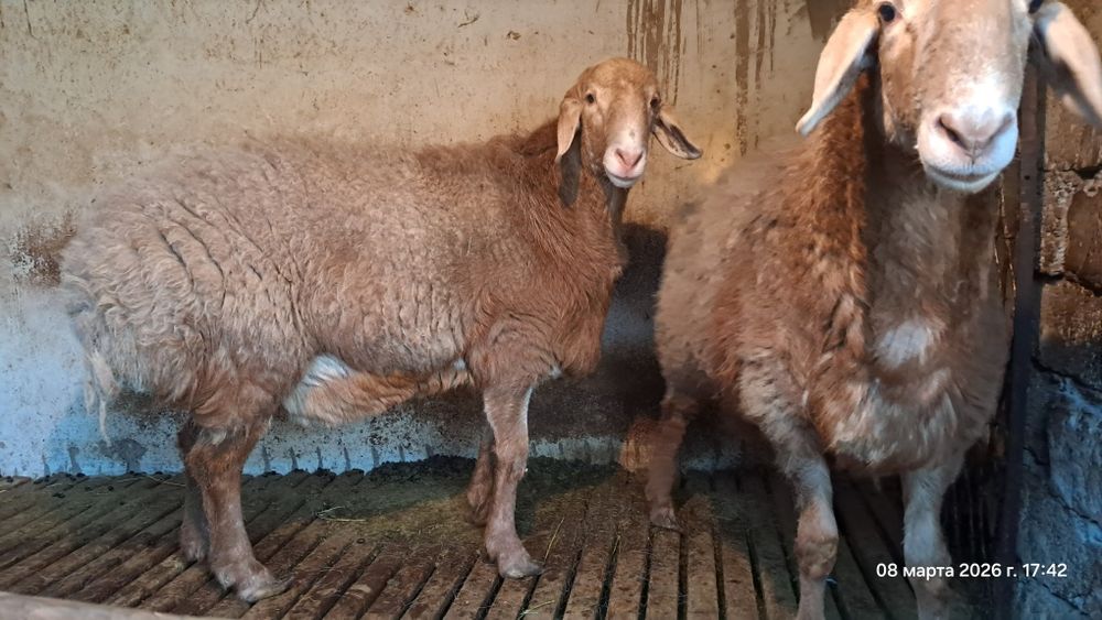 Qo'chqor sotiladi arashan, sovliqam bor