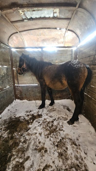 Продам кунан продам кунан