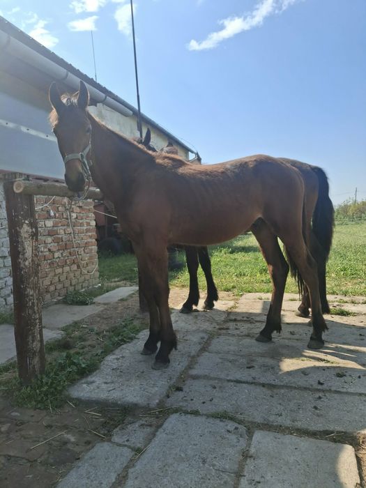 De vânzare mânz armăsar  de 1 an
