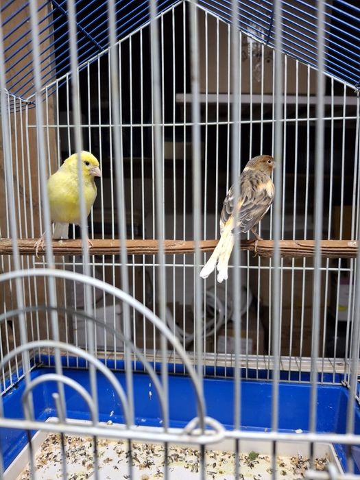 Продам канарейку