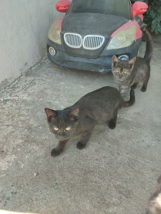Отдам котят в добрые руки