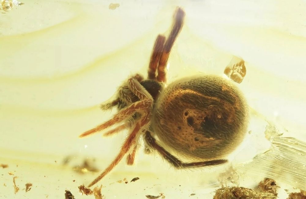 Уникален Балтийски кехлибар с фосил,отлично съхранен паяк Araneae