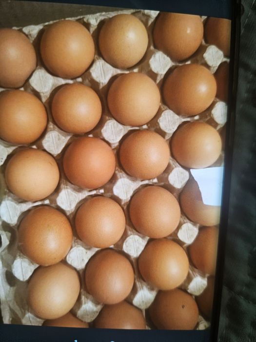 Яйца инкубаций домашний