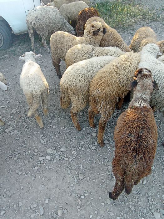 Vând miei de tăiat sau de crescut preț 350 lei bucata
