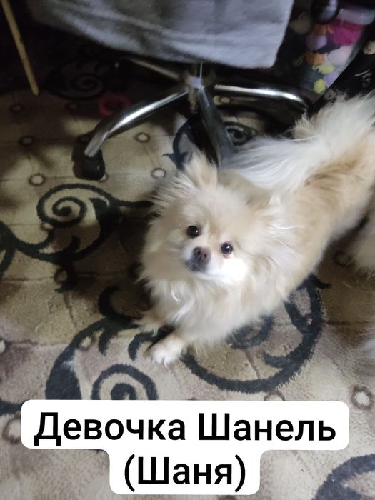 Шпиц собаки  парочка