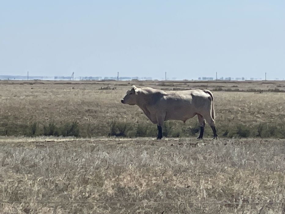 Продам быка на племя